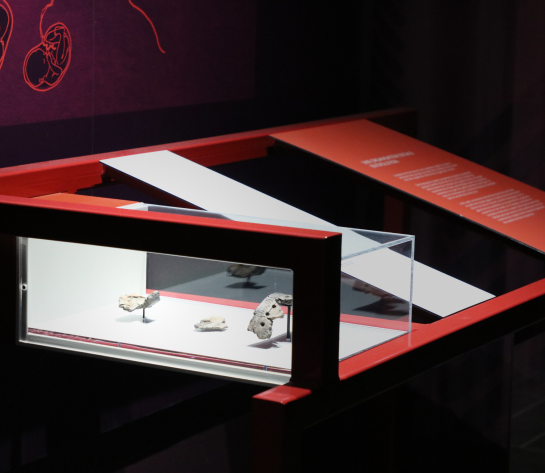 contenus numériques/digital content et expositions permanentes/permanent exhibitions